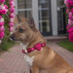 Valentine - Pom Pom Dog Collar