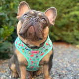 Harness - Summer Pawl Pawty