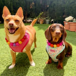 Pink - Personalised Pom Pom Dog Collar