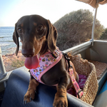 Dog Car Seat Belt - Bee Happy Dachshunds