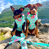 Harness - Summer Pawl Pawty