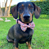 Bow Tie - Bee Happy Dachshunds