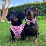 Bow Tie - Bee Happy Dachshunds