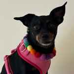 Personalised Pom Pom Dog Collar - Rainbow Brights 2cm Balls