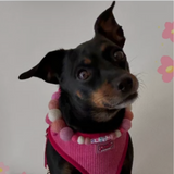 Baby Pink Mix - Personalised Pom Pom Dog Collar