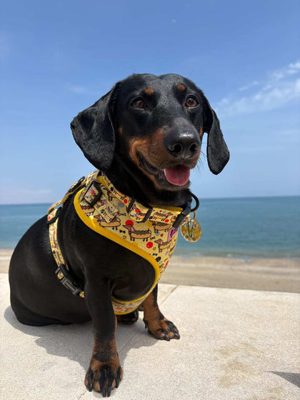 Hot Dog Dachshunds