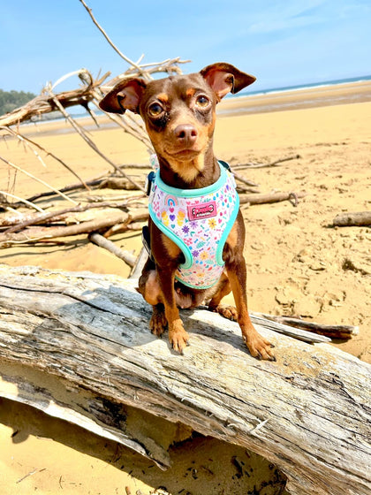 Ditsy Sprinkles - UPTO 70% OFF