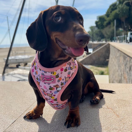 Bee Happy Dachshunds ©