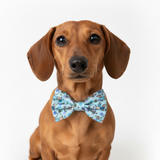 Dog Bow Tie - Bee Happy Dachshunds Blue