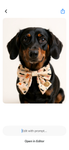Handmade Dog Sailer Bow Tie - Halloween