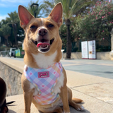 Pastel Vichy Harness