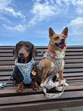 Bee Happy Dachshund’s Step In Harness Blue