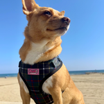 Cornish Hunting Tartan - Harness