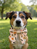 Handmade Dog Sailer Bow Tie - Halloween