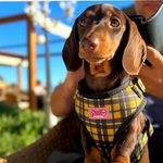 Harness - Cornish Tartan - As Seen in Vogue