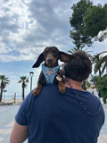 Bee Happy Dachshund’s Step In Harness Blue