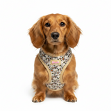 Bee Happy Dachshund’s Step In Harness Beige