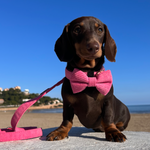 Pink Luxe Corduroy Harness