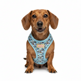 Bee Happy Dachshund’s Step In Harness Blue
