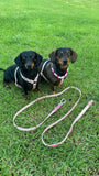 Correa multiusos manos libres para perros - Color personalizado - Piel vegana / Biothane impermeable - 2,5 m