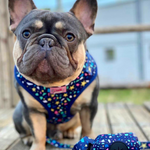 Harness - Terrazzo Stars