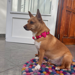 Valentine - Pom Pom Dog Collar