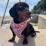 Bee Happy Dachshund’s Harness