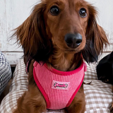 Pink Luxe Corduroy Harness