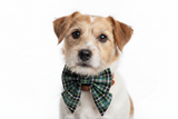 Handmade Dog Sailer Bow Tie - Cornish Hunting Tartan