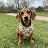 Bee Happy Dachshund’s Harness Beige