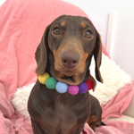 Rainbow Pom Pom Collar - Adjustable