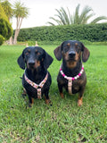 Arnés para perros salchicha Bee Happy, hecho a mano en biotano - Cuero vegano / Biotano impermeable
