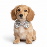 Dog Bow Tie - Bee Happy Dachshunds Beige