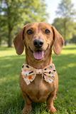 Handmade Dog Bow Tie - Halloween