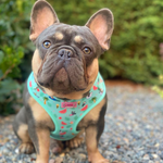 Harness - Summer Pawl Pawty