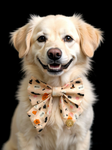 Handmade Dog Sailer Bow Tie - Halloween
