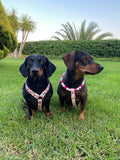 Arnés para perros salchicha Bee Happy, hecho a mano en biotano - Cuero vegano / Biotano impermeable