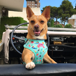 Harness - Summer Pawl Pawty