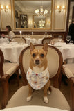 Le Petit Teckel Bluebell Bandana