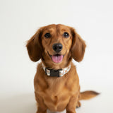 Collar - Bee Happy Dachshunds Beige