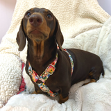 Handmade H Dog Harness - Garden Party