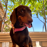 Pink Luxe Corduroy Harness