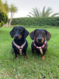Arnés para perros salchicha Bee Happy, hecho a mano en biotano - Cuero vegano / Biotano impermeable