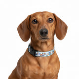 Collar - Bee Happy Dachshunds Blue
