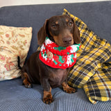 Red White & Green Crochet Doggy Snood