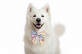 White dog wearing a colorful bow tie on a white background