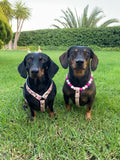 Arnés para perros salchicha Bee Happy, hecho a mano en biotano - Cuero vegano / Biotano impermeable