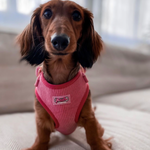 Pink Luxe Corduroy Harness