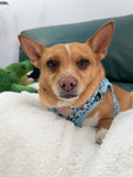 Bee Happy Dachshund’s Harness Blue
