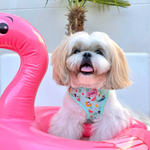 Harness - Summer Pawl Pawty